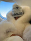 Women's Cropped Hooded Faux Fur Jacket